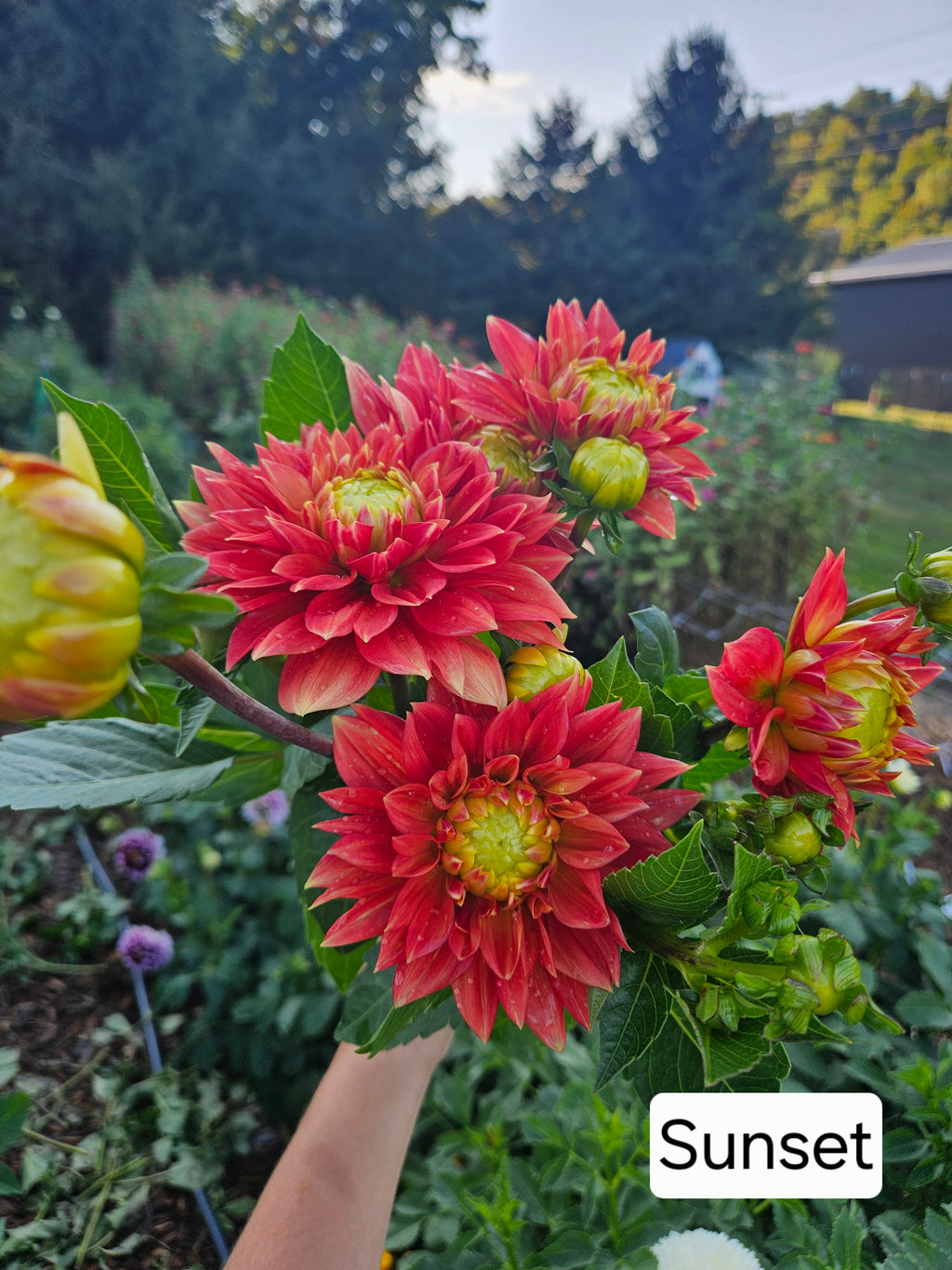 Sunset Tropicana Dahlia tuber