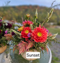 Sunset Tropicana Dahlia tuber