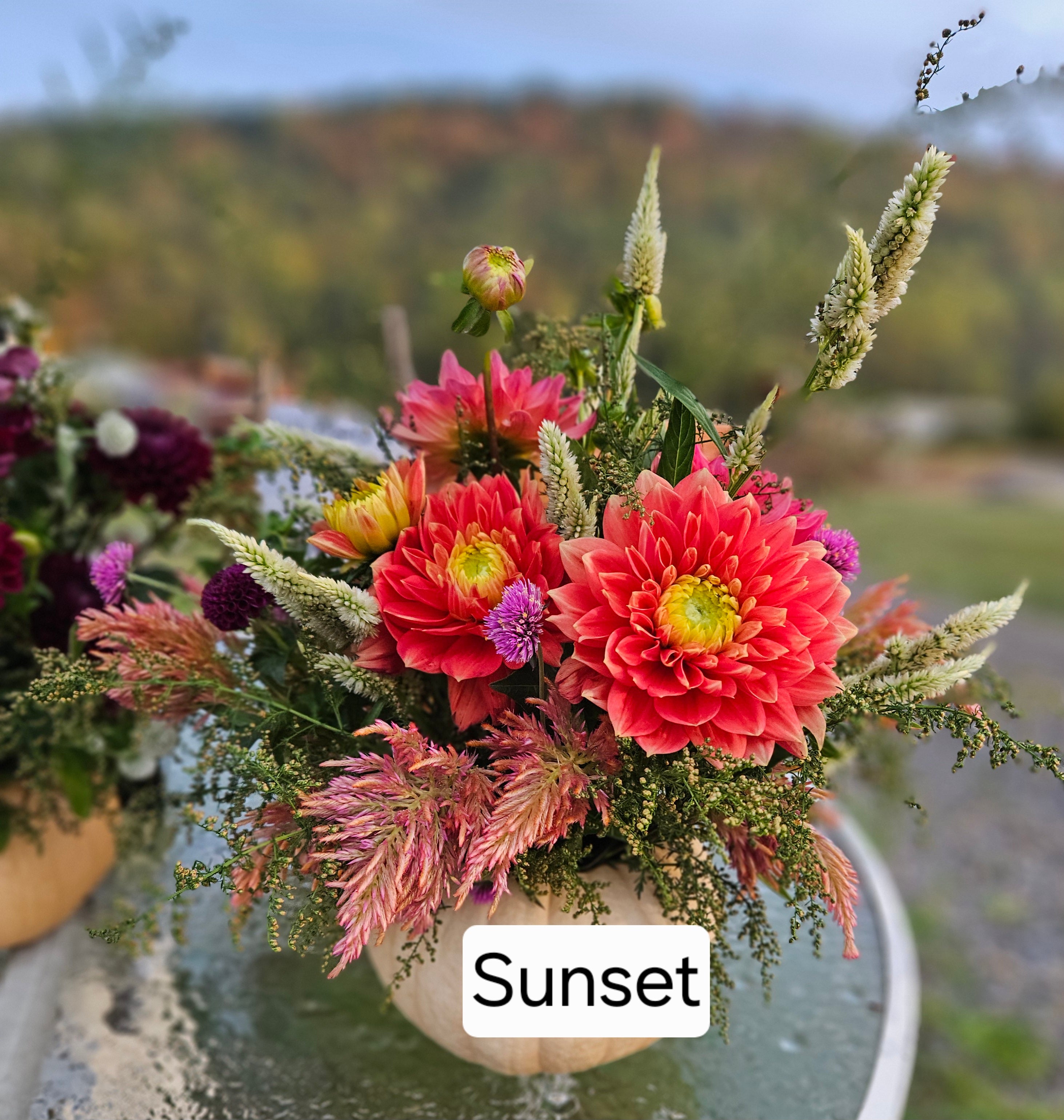 Sunset Tropicana Dahlia tuber