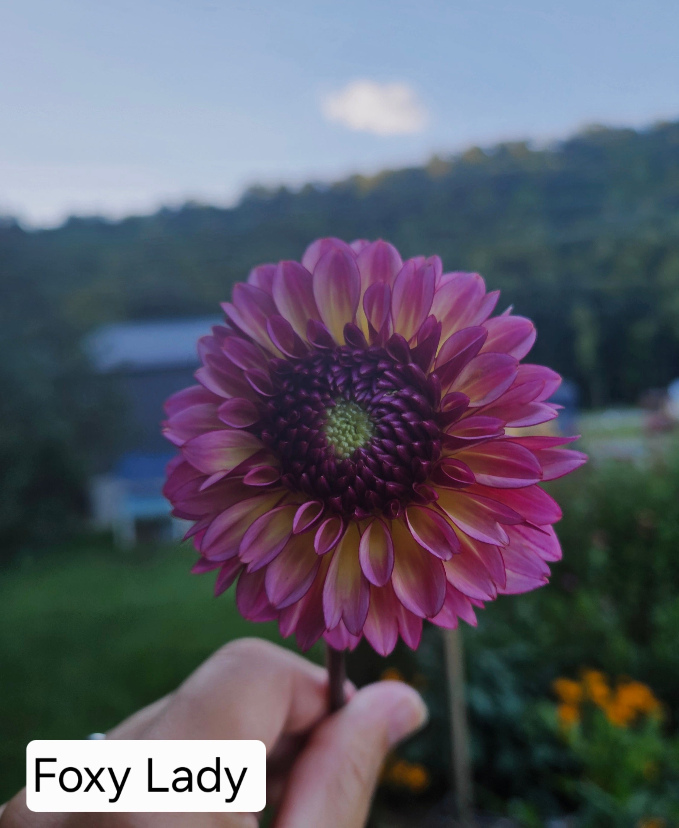 Foxy Lady Dahlia Tuber