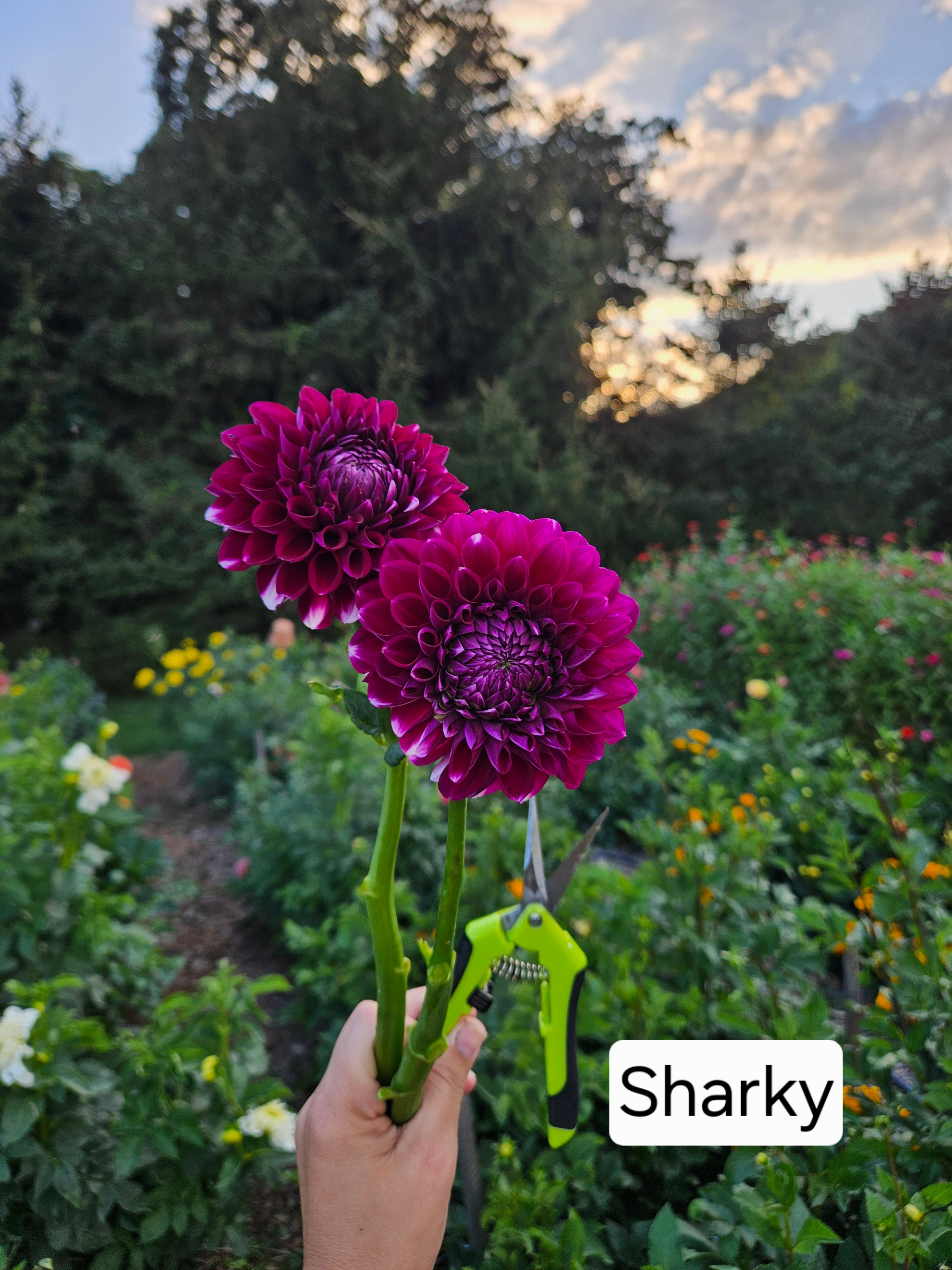 Sharky dahlia tuber