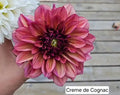 Creme De Cognac