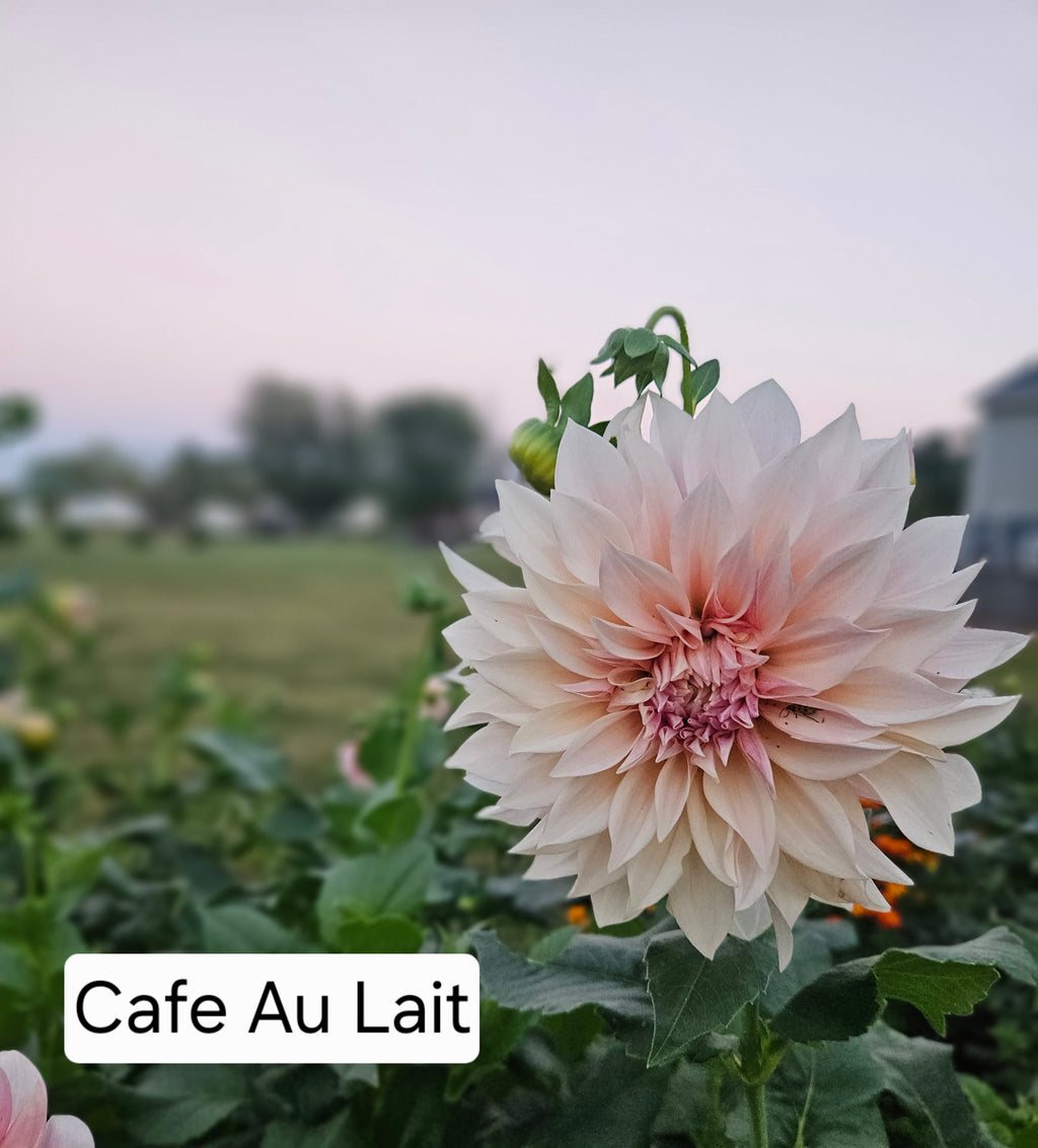 Cafe Au Lait