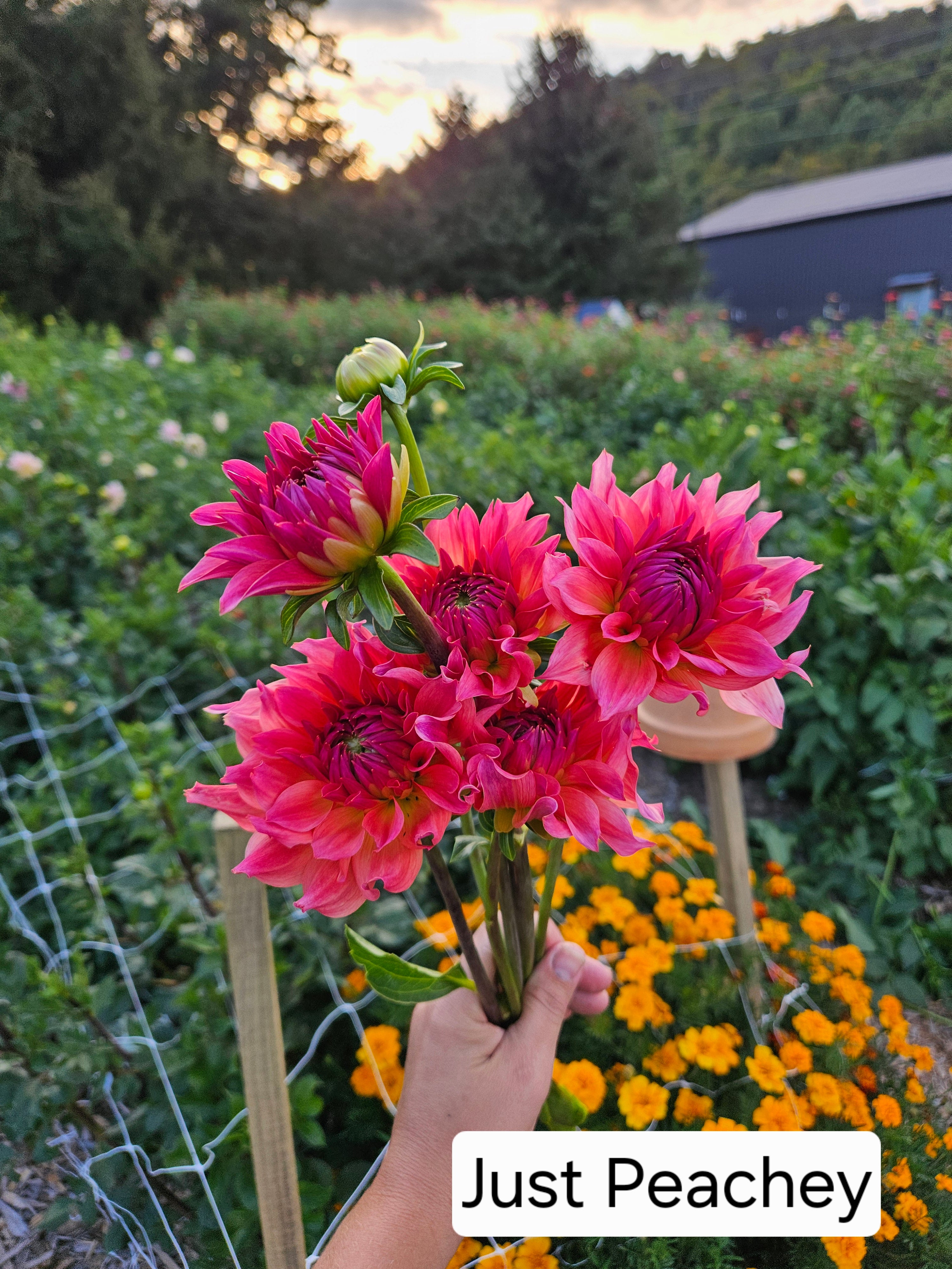 Just Peachey Dahlia tuber
