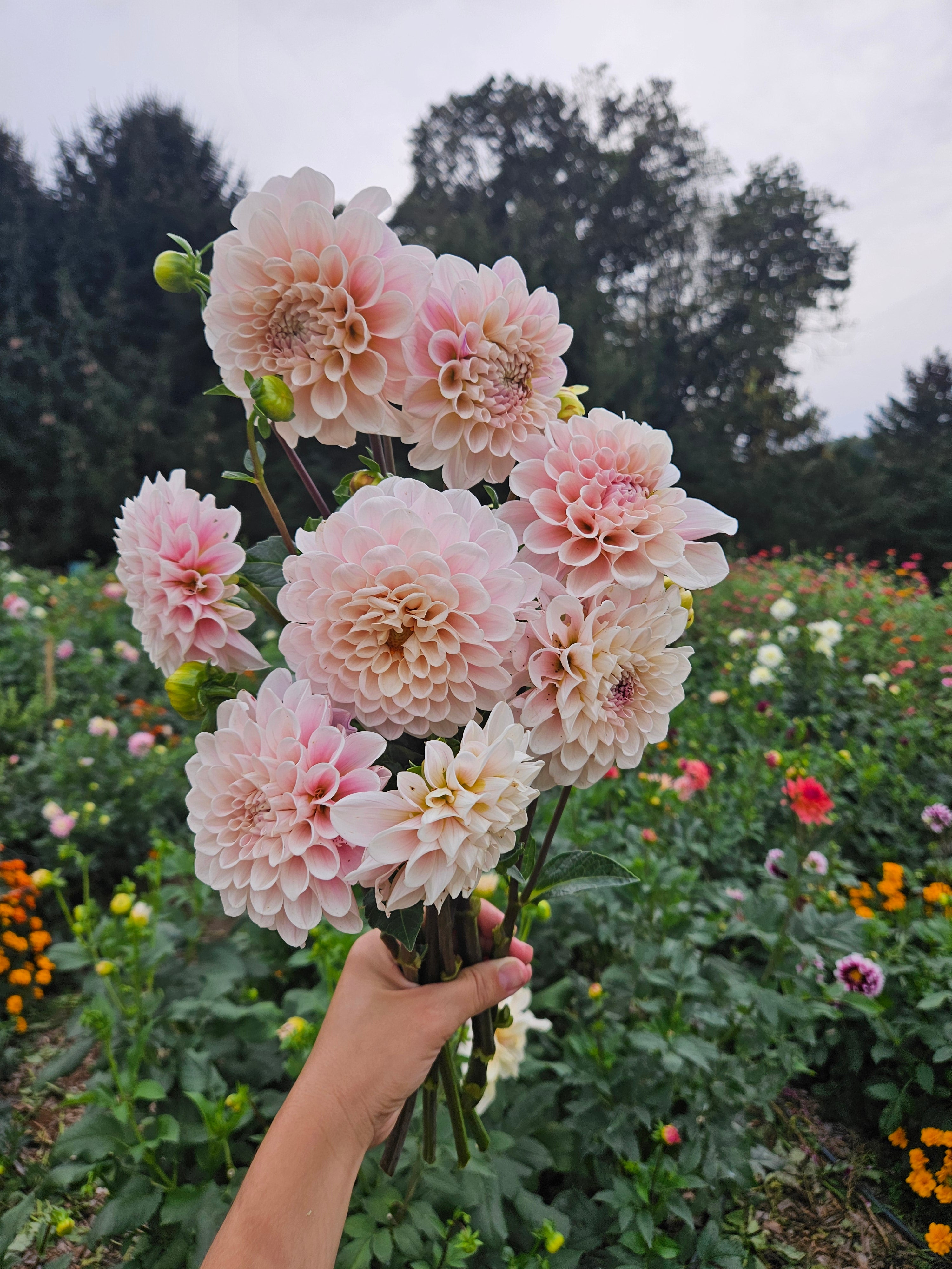 Sweet Nathalie Dahlia Tuber
