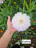 Eveline dahlia tuber