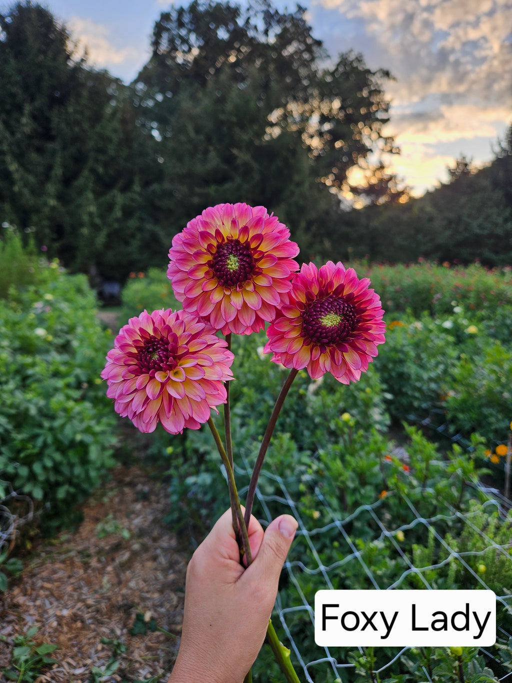 Foxy Lady Dahlia Tuber