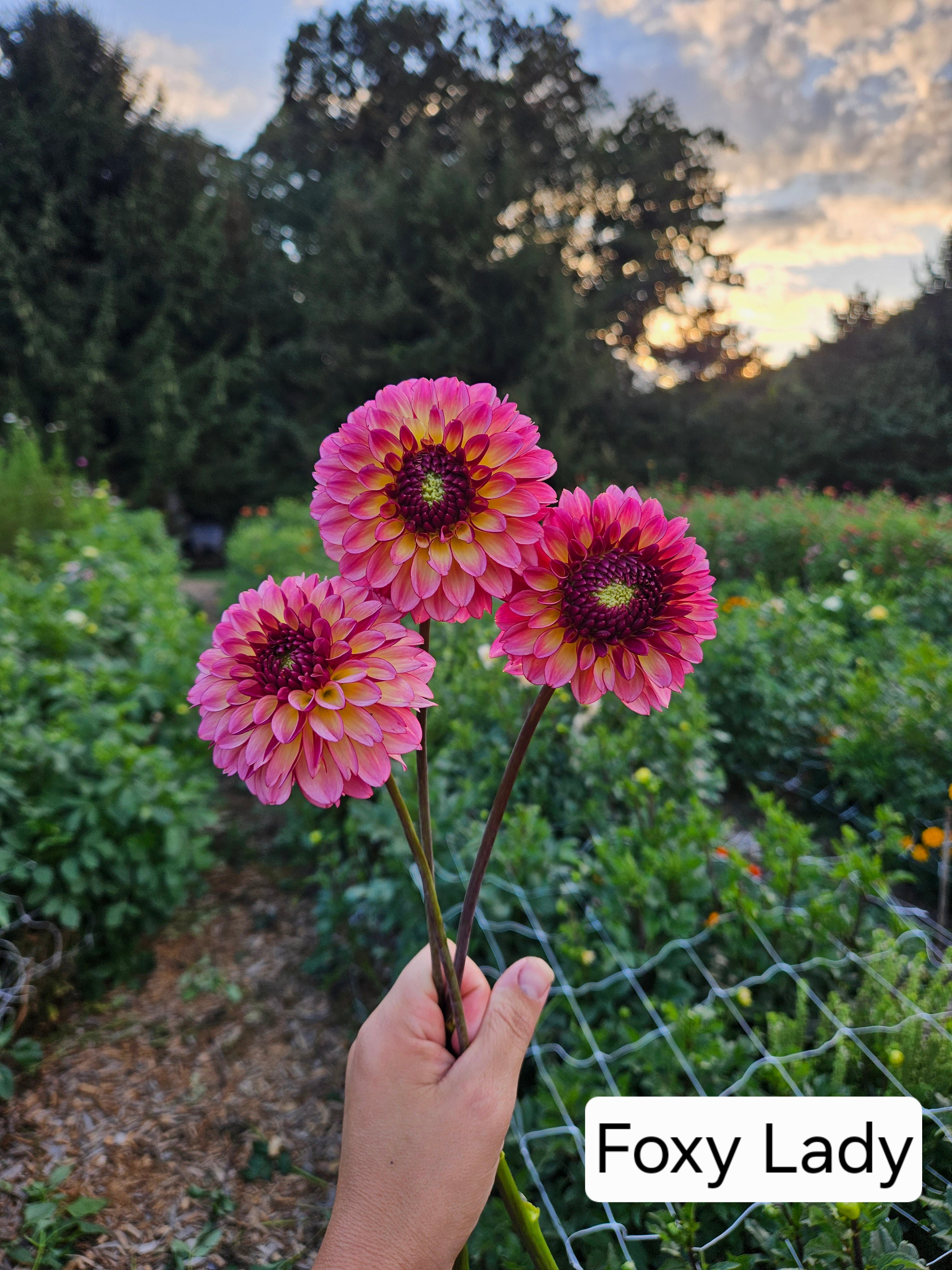 Foxy Lady Dahlia Tuber