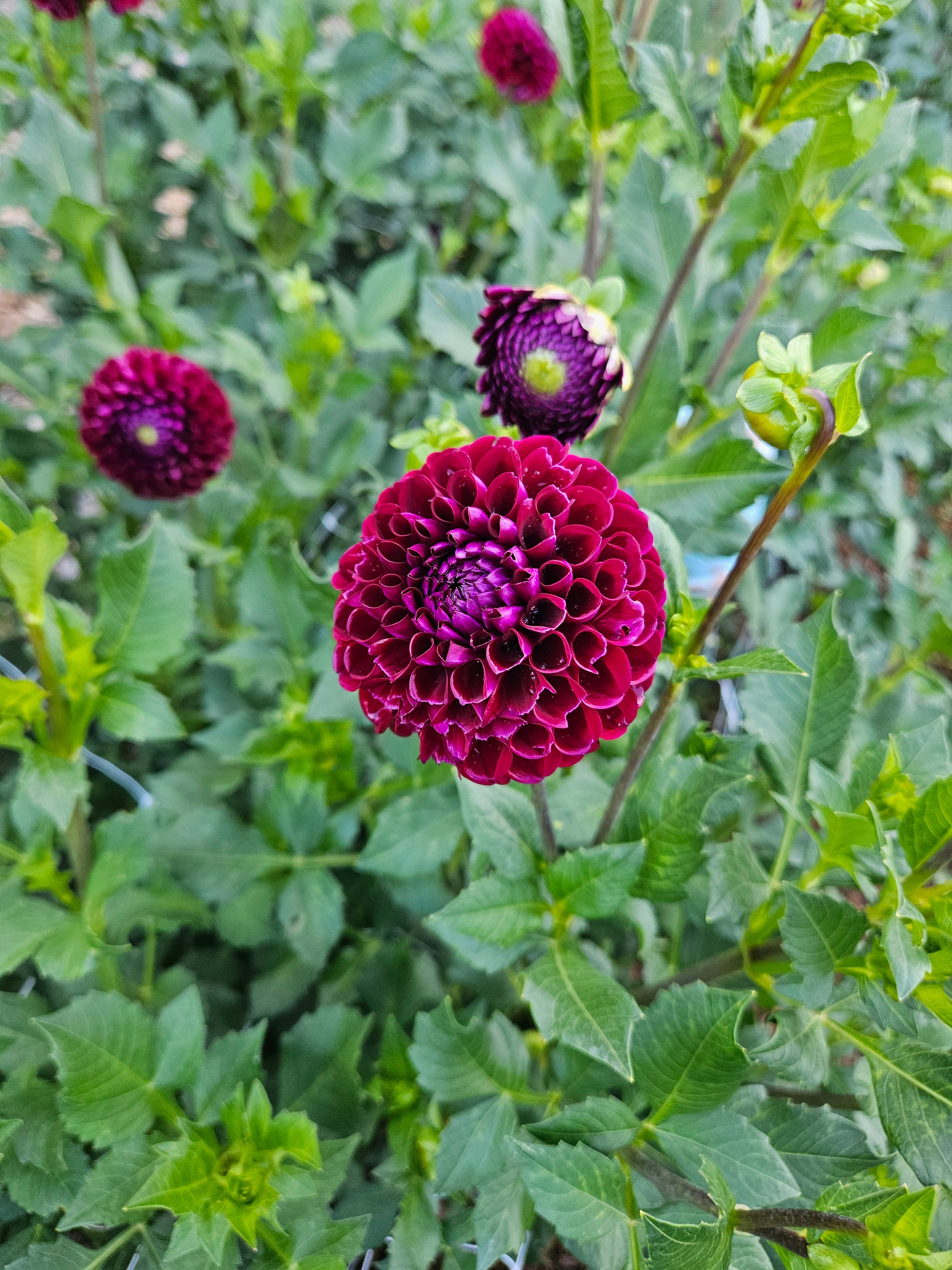Ivanetti dahlia tuber