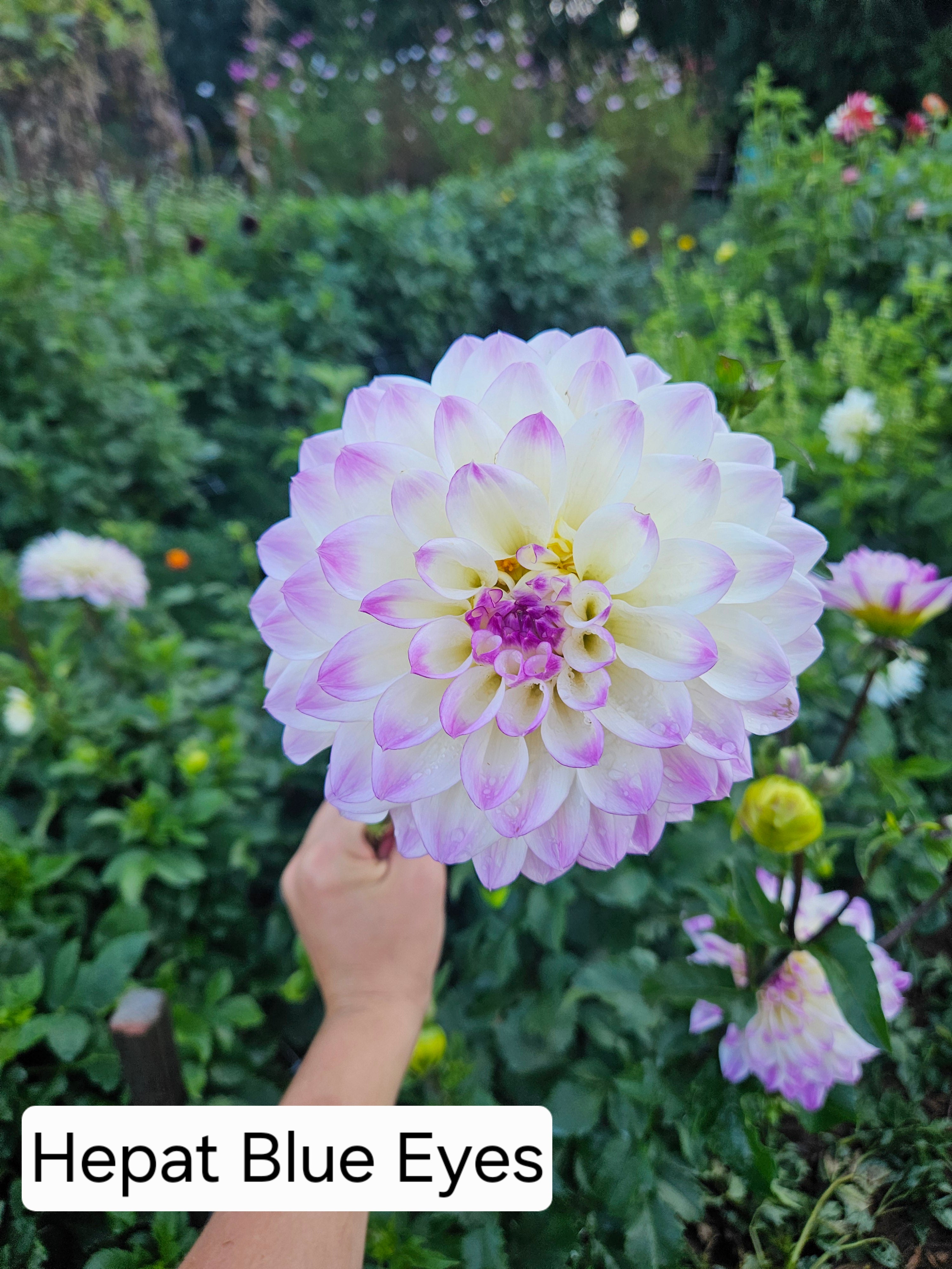 Hepat Blue eyes dahlia tuber