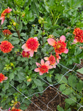 Totally Tangerine Dahlia Tuber