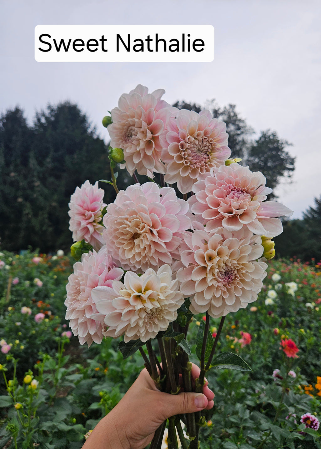 Sweet Nathalie Dahlia Tuber