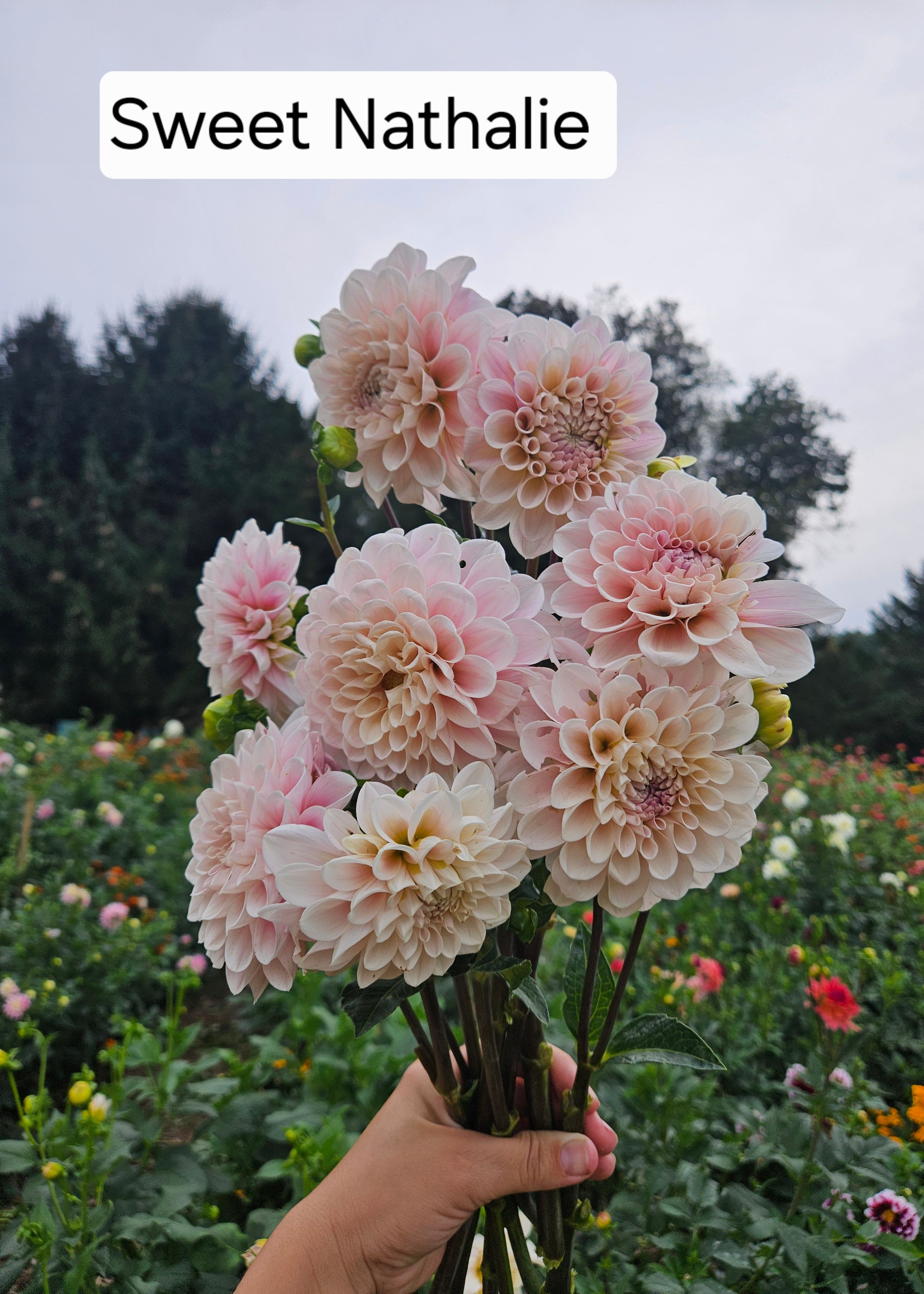 Sweet Nathalie Dahlia Tuber