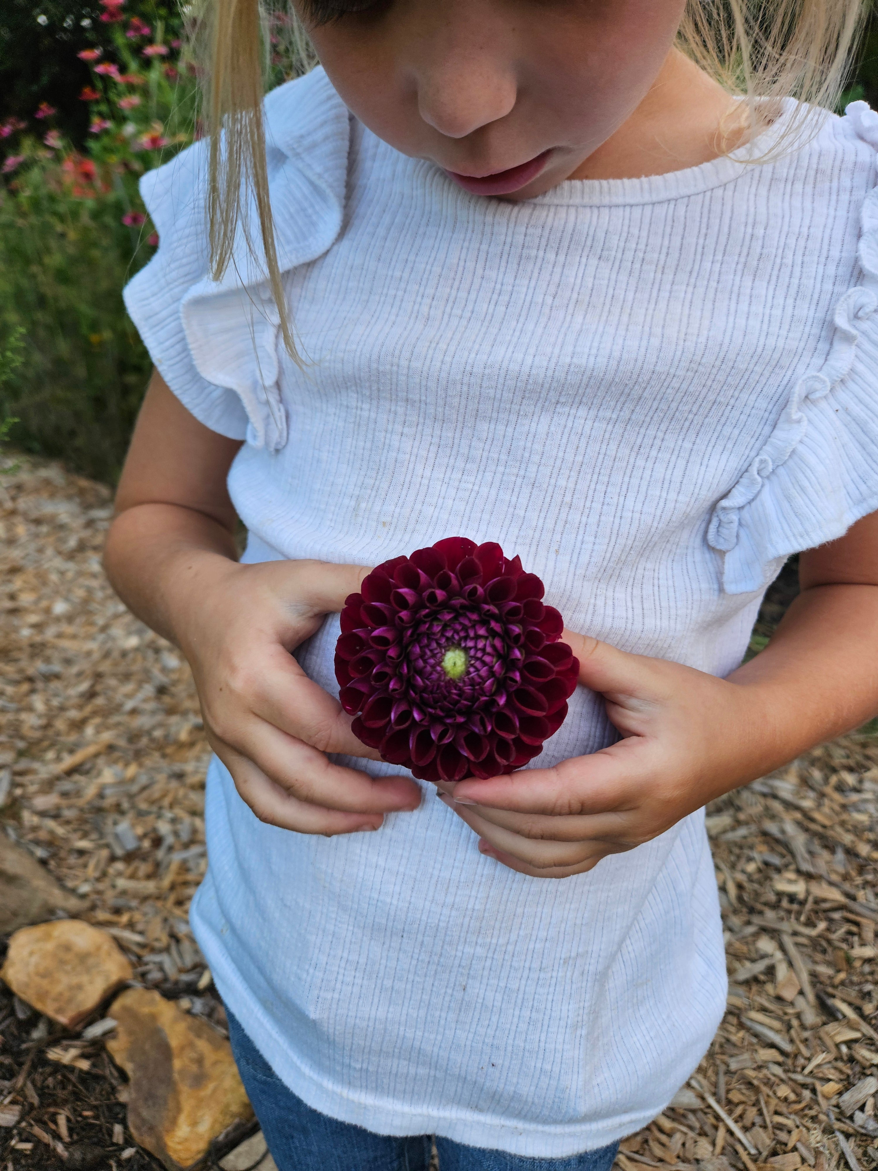 Rocco Pompom Dahlia tuber