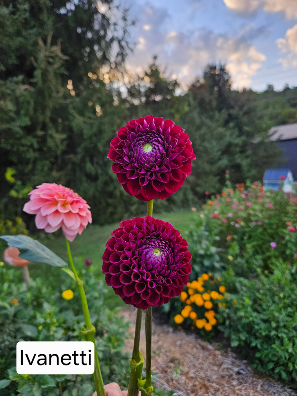 Ivanetti dahlia tuber