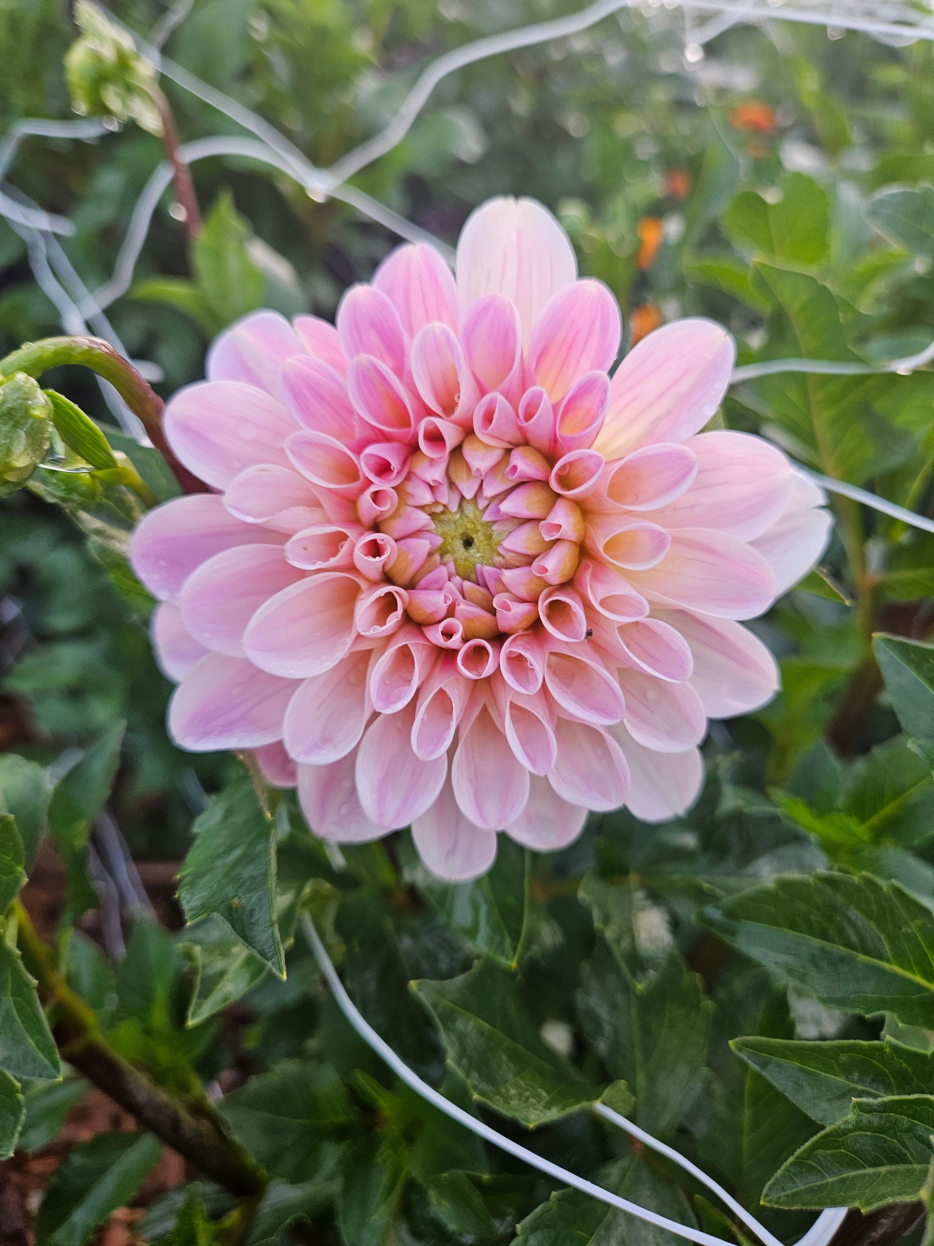 Sweet Nathalie Dahlia Tuber