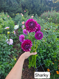 Sharky dahlia tuber