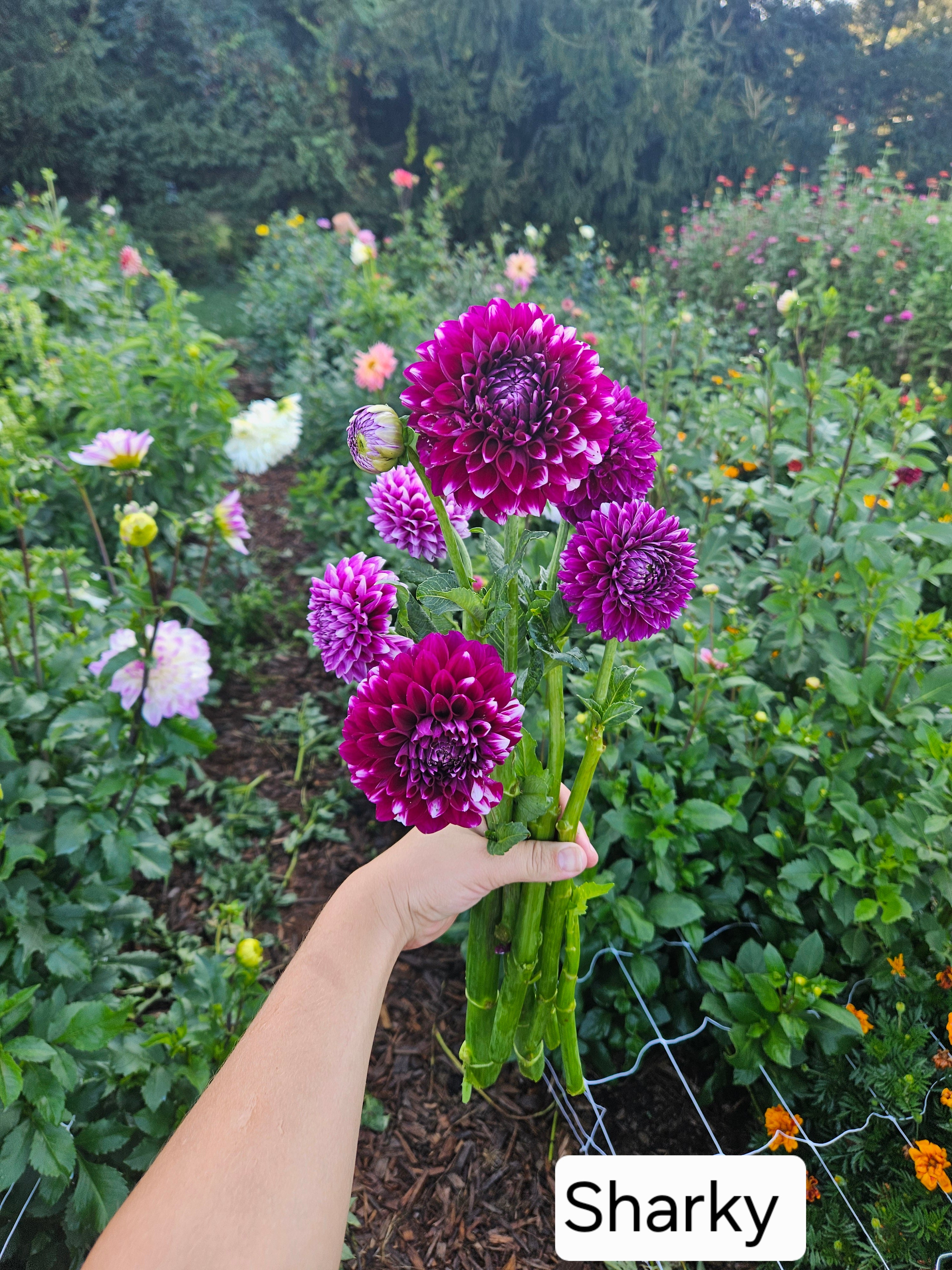 Sharky dahlia tuber
