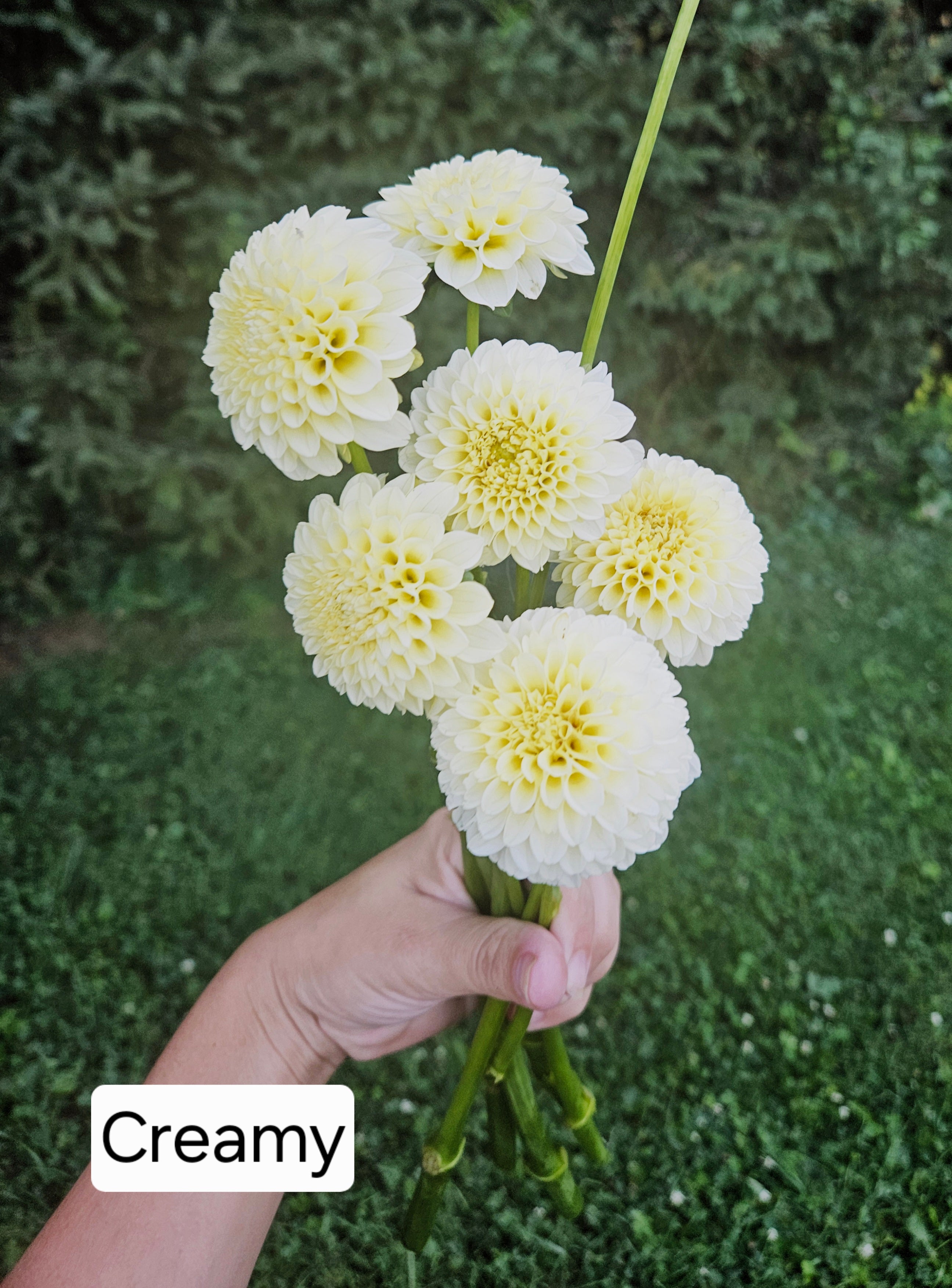 Creamy dahlia tuber