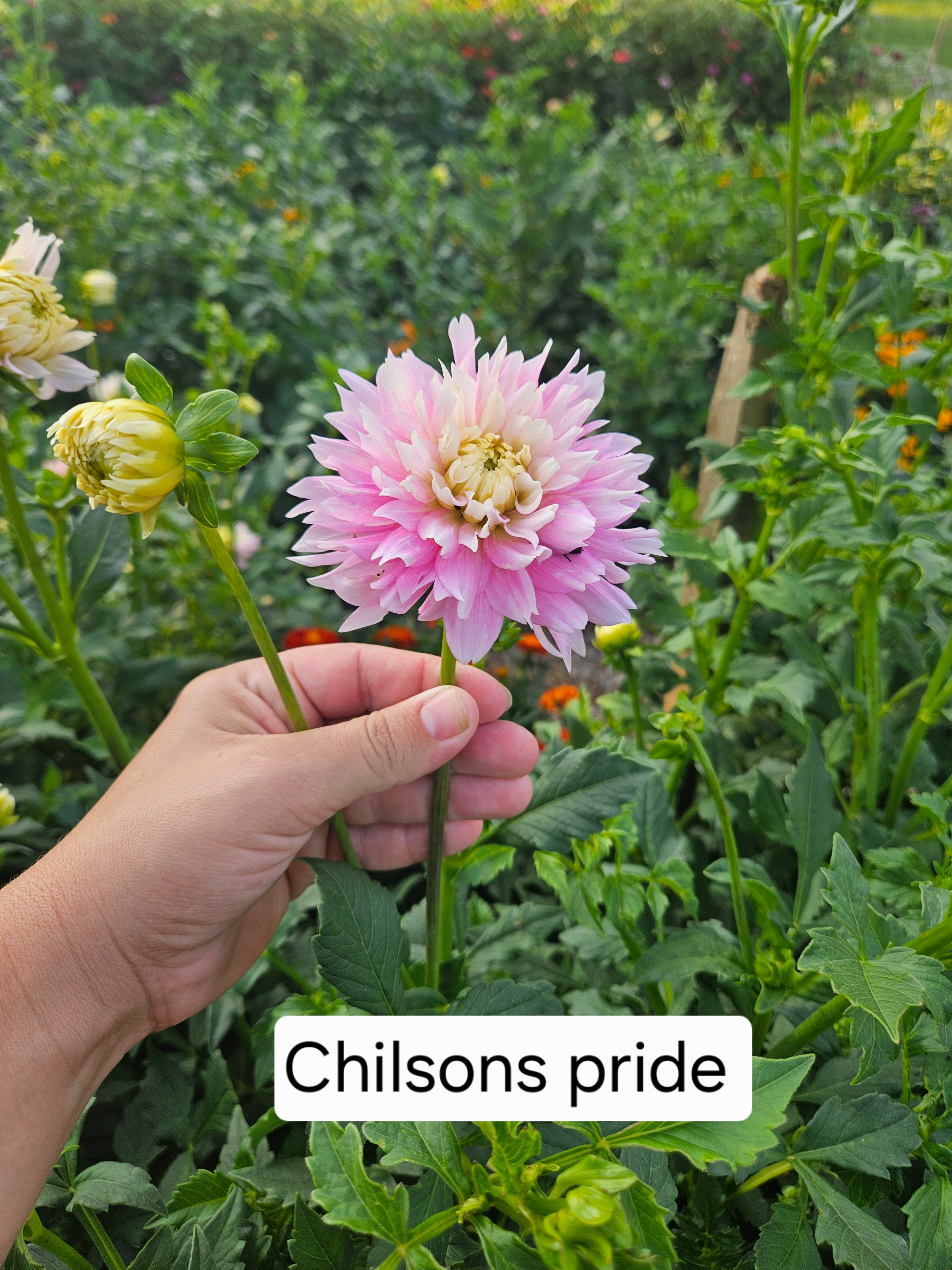 Chilsons Pride