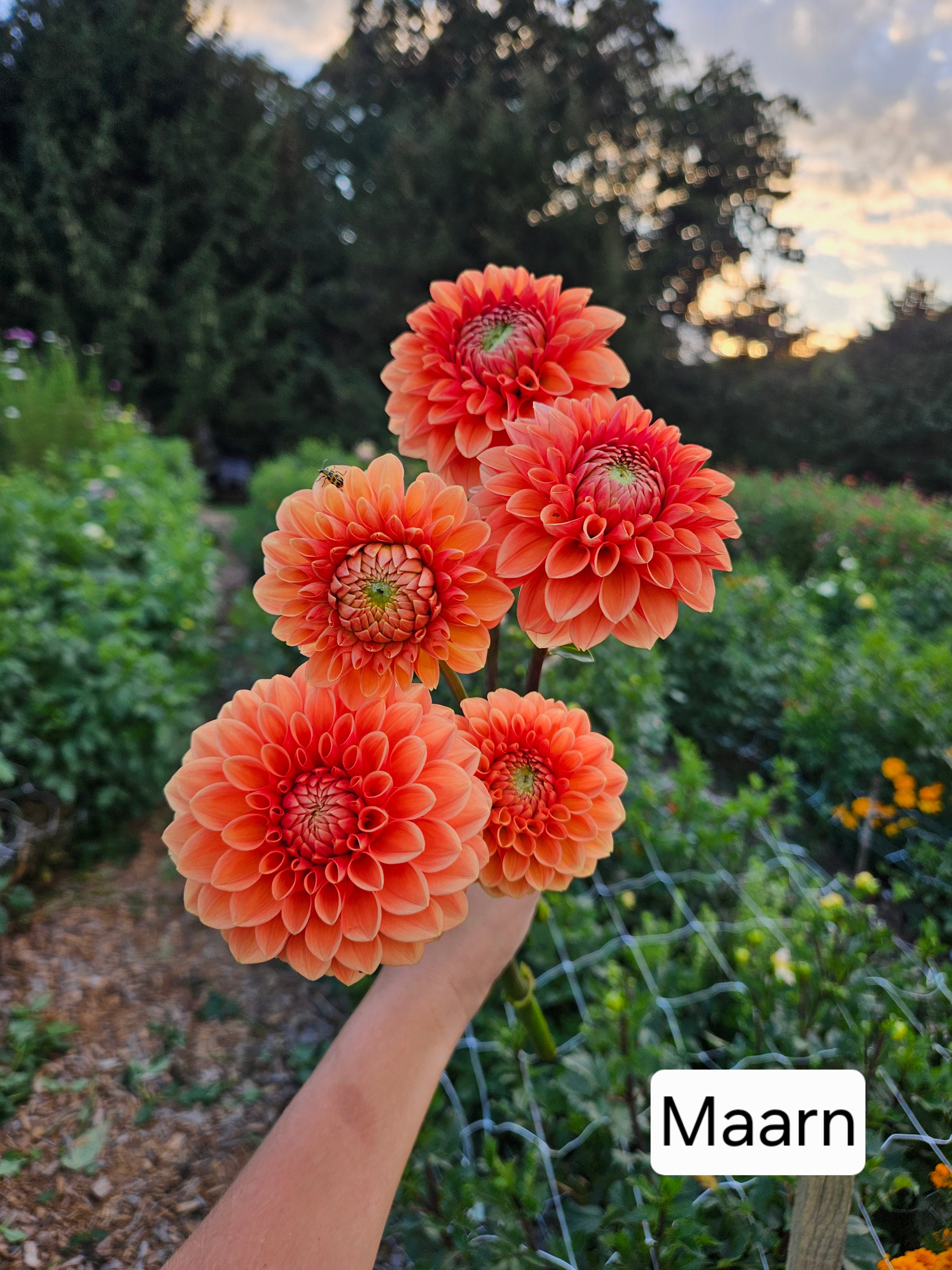 Maarn dahlia tuber