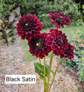 Black Satin