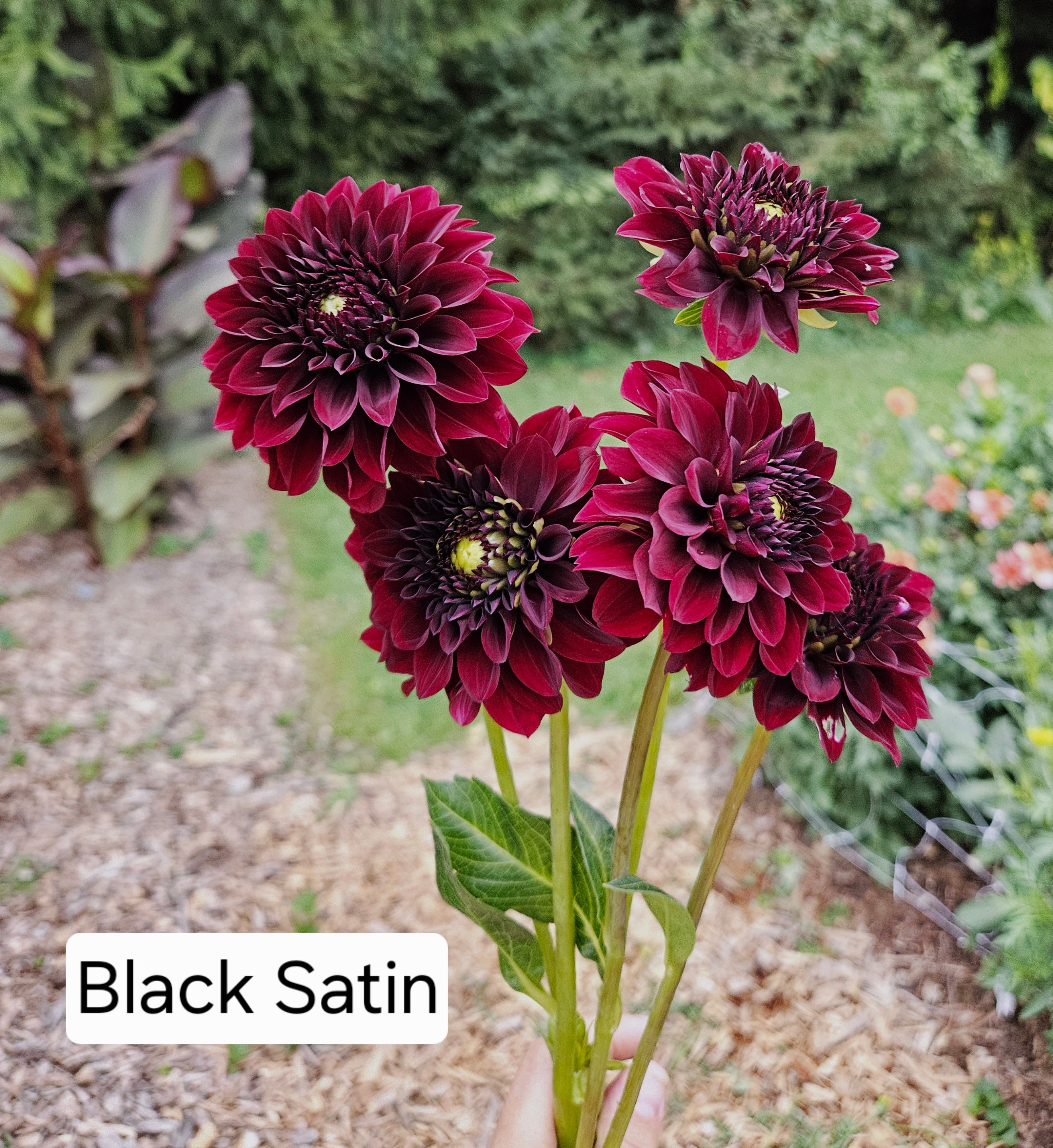 Black Satin