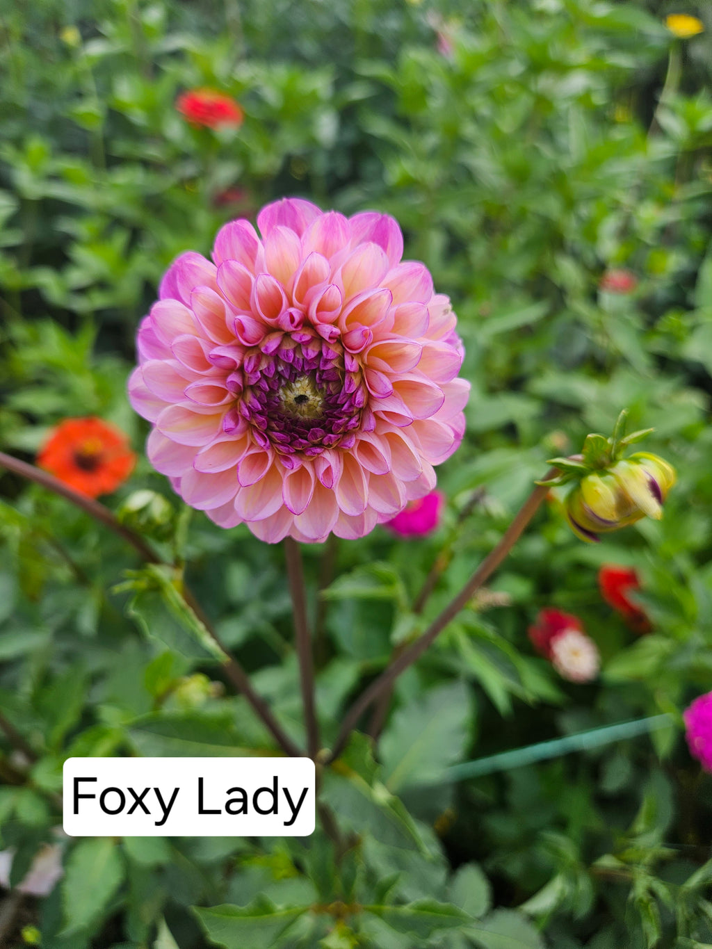 Foxy Lady Dahlia Tuber
