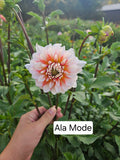 Ala Mode
