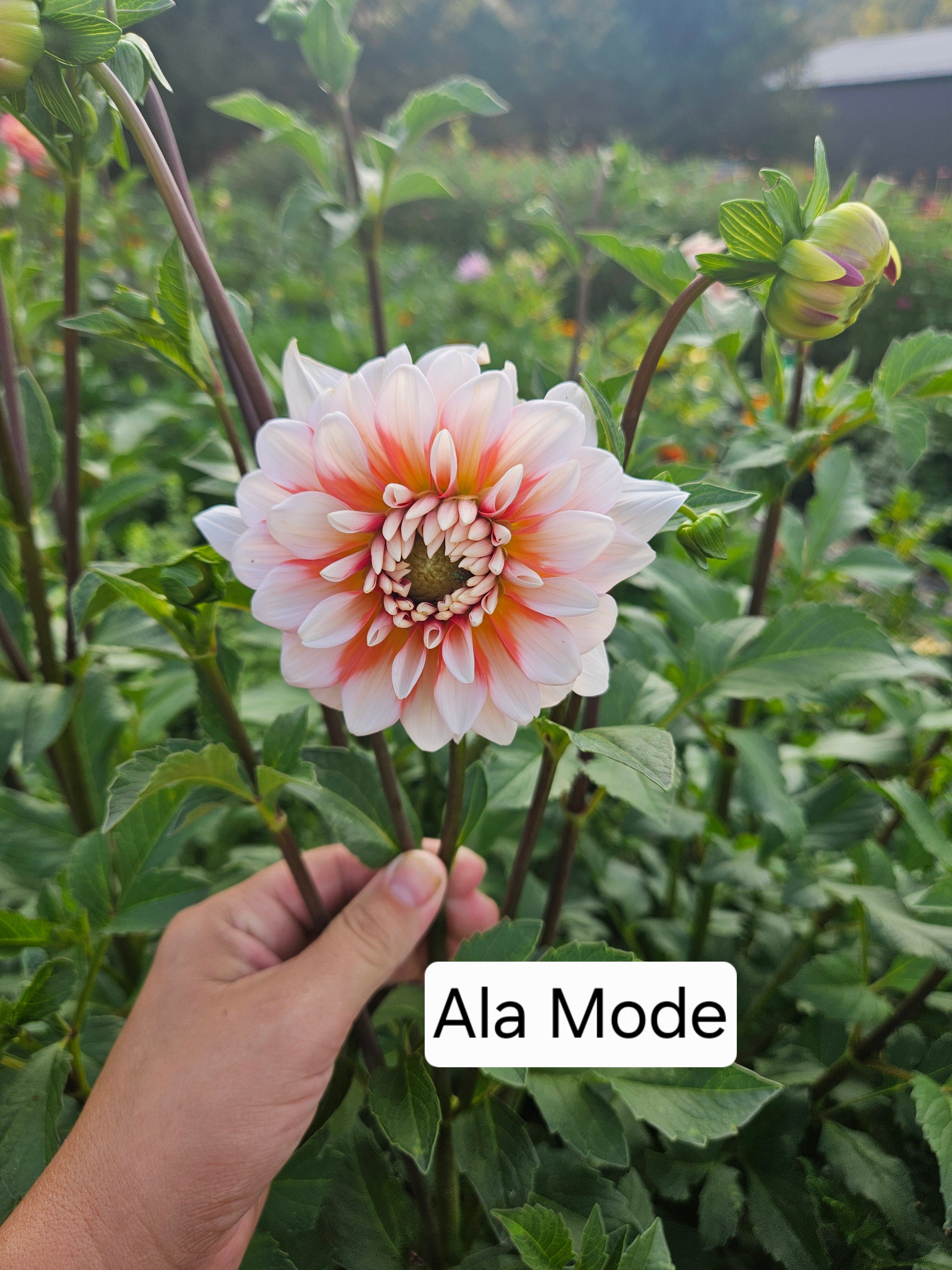 Ala Mode