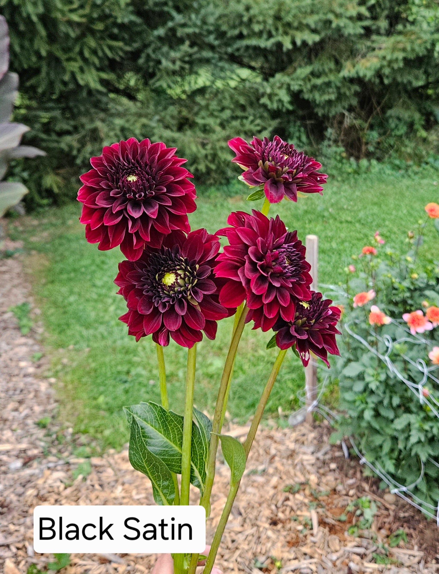 Black Satin