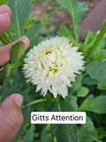 Gitts Attention dahlia tuber