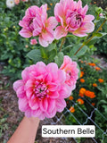 Southern Belle Dahlia tuber