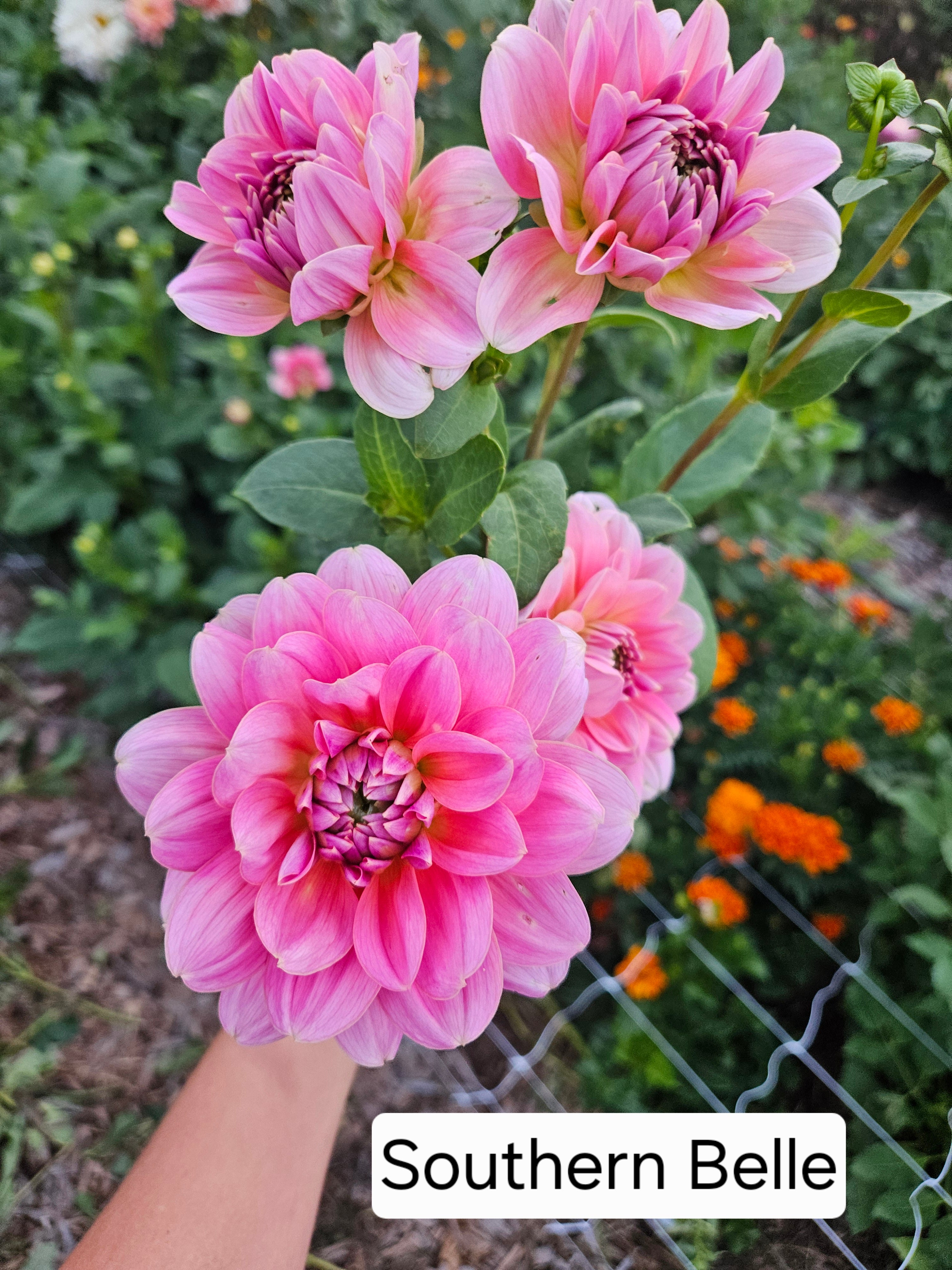 Southern Belle Dahlia tuber