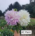 Ac Paint