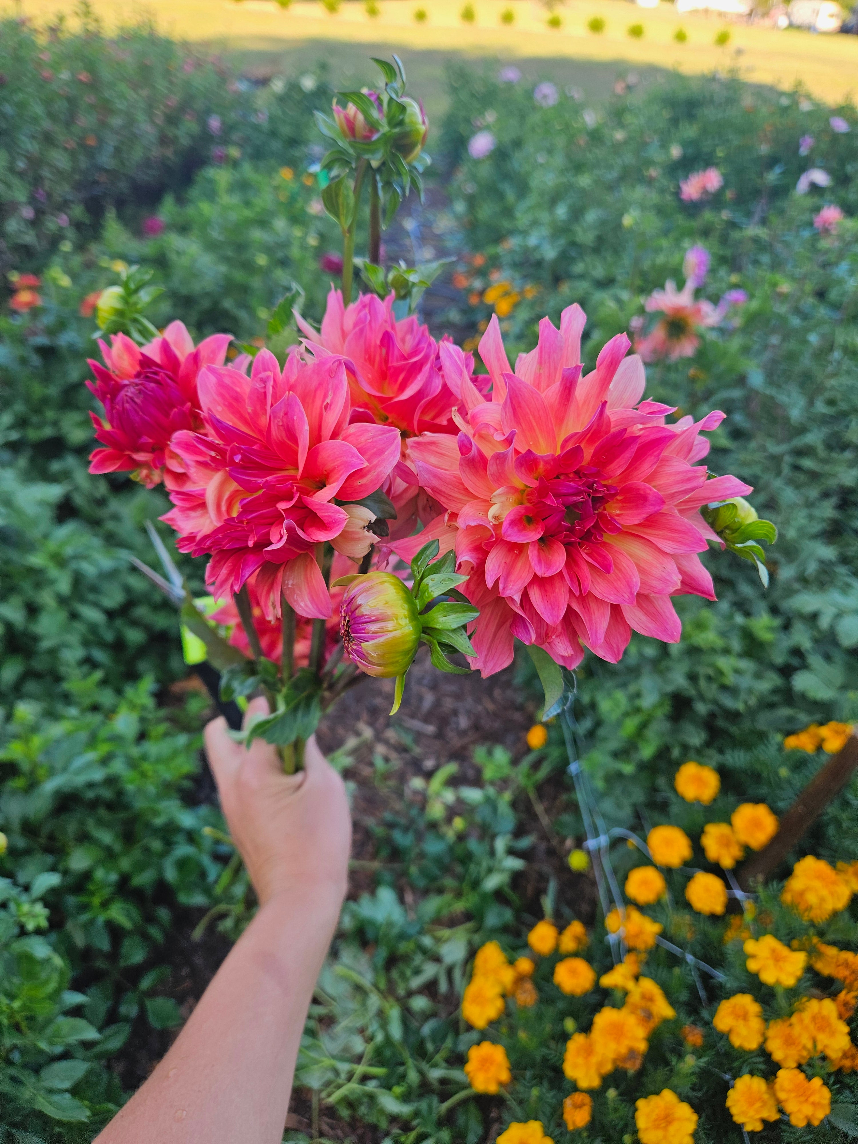 Just Peachey Dahlia tuber